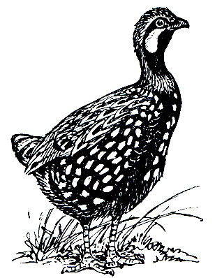 . 104.  (Francolinus francolinus)