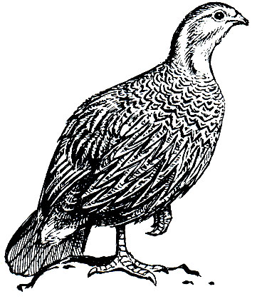 . 105.   (Tetraogallus caucasicus)