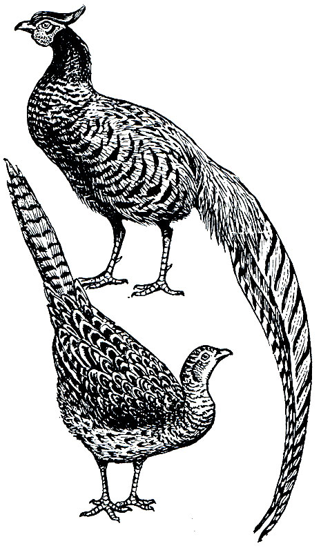 . 106.   (Phasianus colchicus)