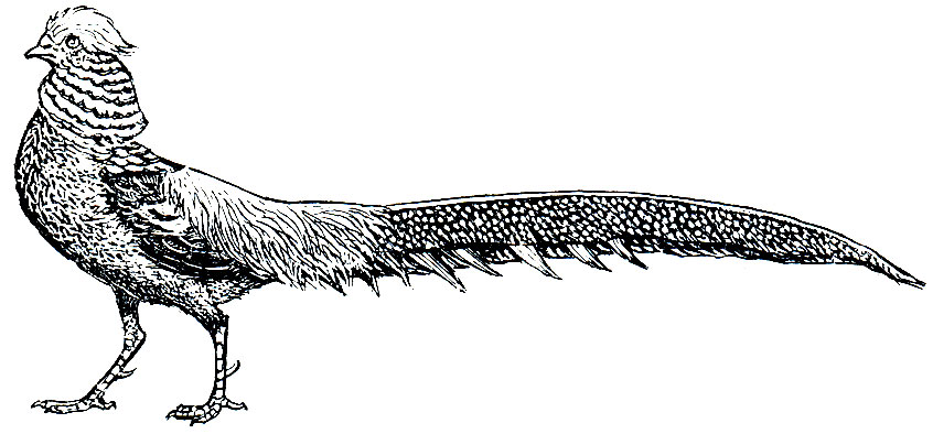 . 107.   (Chrysolophus pictus)