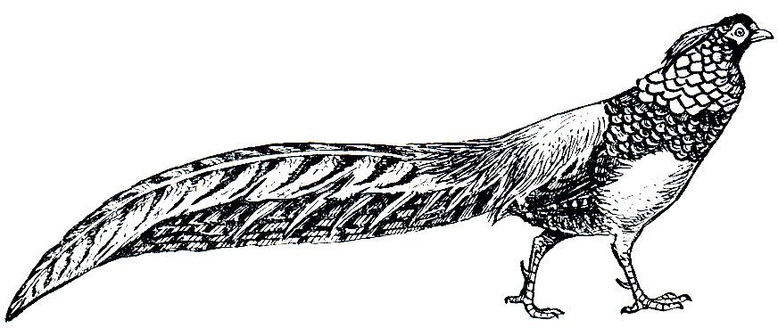 . 108.   (Chrysolophus amherstiae)