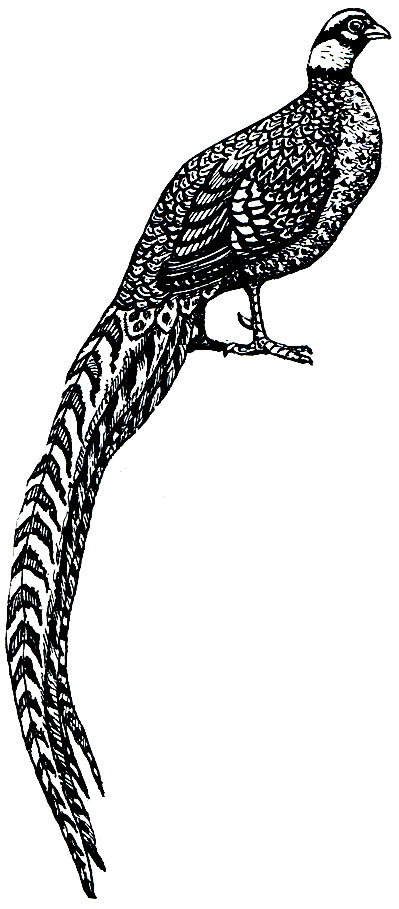 . 109.   (Syrmaticus reevesi)
