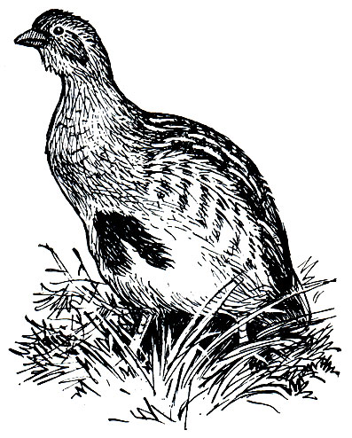 . 110.   (Perdix perdix)