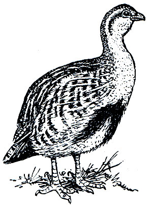 . 111.   (Perdix daurica)