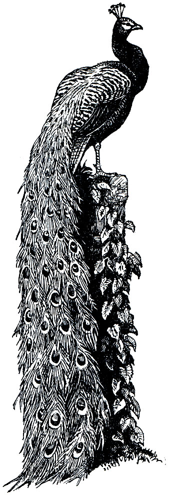 . 113.   (Pavo cristatus)