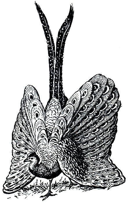 . 114.   (Argusianus argus)