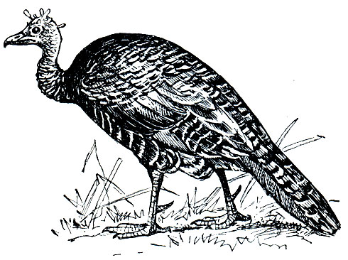. 115.   (Agriocharis ocellata)