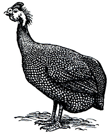 . 116.   (Numida meleagris)