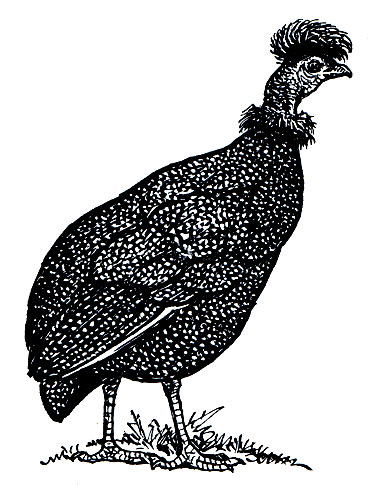 . 117.   (Guttera pucherani)
