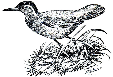 . 118.    (Mesoenas unicolor)