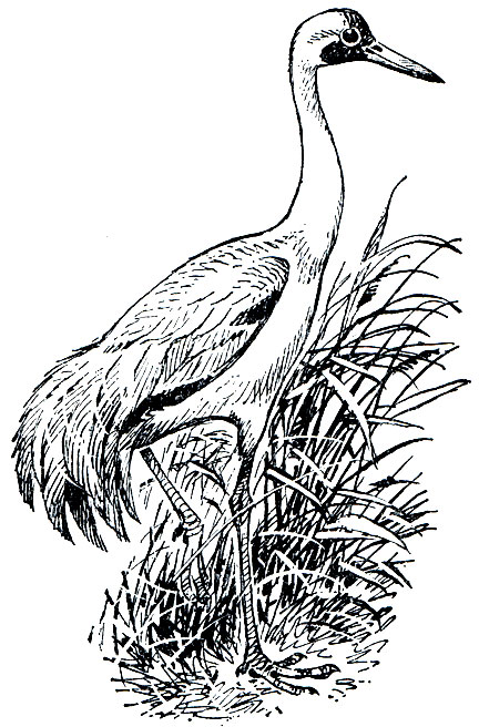 . 120. ,    (Grus leucogeranus)