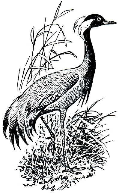 . 121. - (Anthropoides virgo)