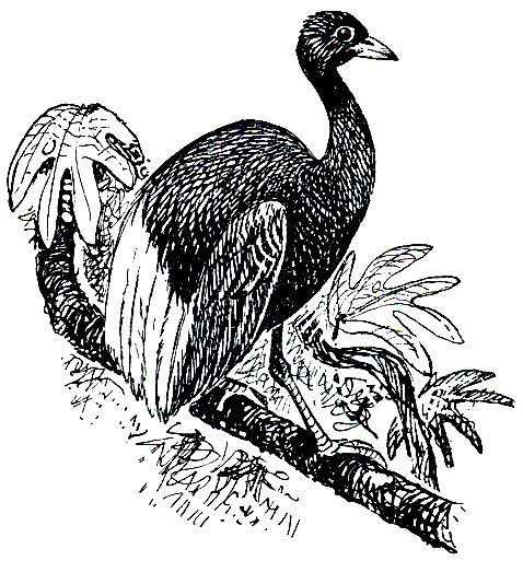 . 125.   (Psophia leucoptera)