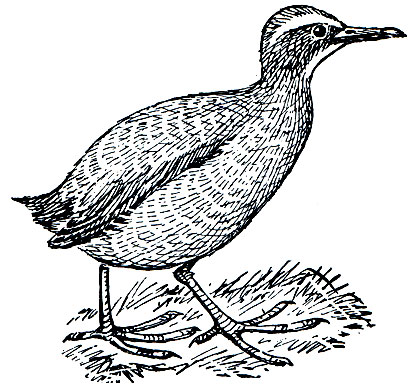 . 126.   Rallus wakensis