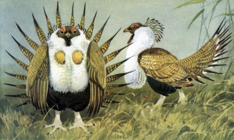  29.  .   (Centrocercus urophasianus), 