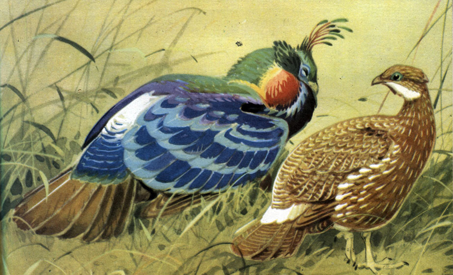  29.  .   (Lophophorus impejanus),   