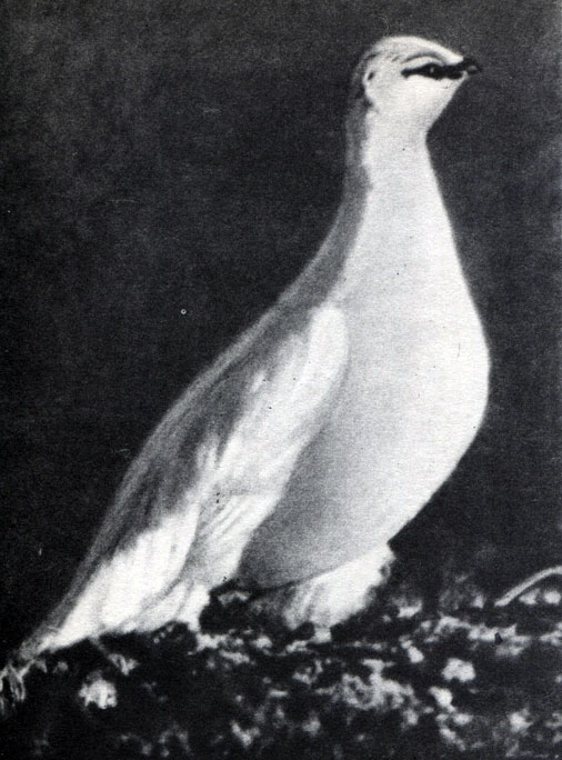  30.    .   (Lagopus mutus)     