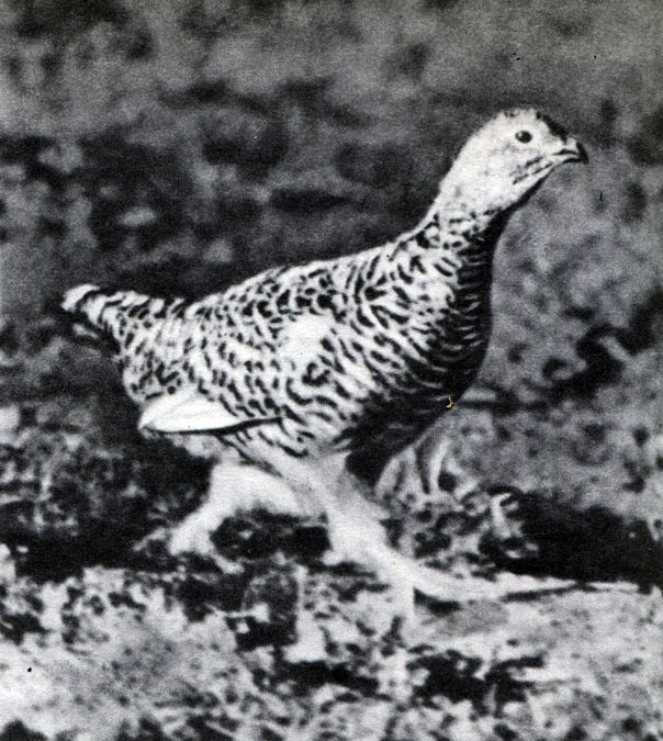  30 .    .   (Lagopus mutus)     