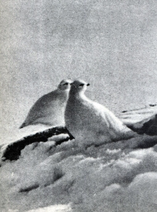  30 .    .   (L. lagopus)       