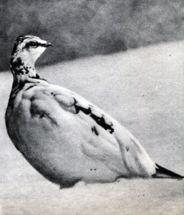  30 .    .   (L. lagopus)       