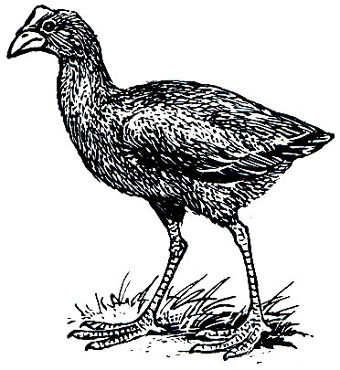. 128.   (Porphyrio poliocephalus)