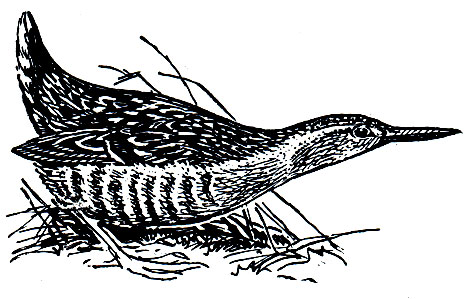 . 129.  (Rallus aquaticus)