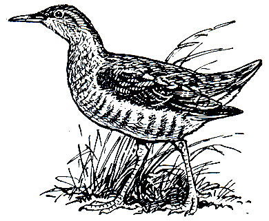 . 131.  (Porzana porzana)