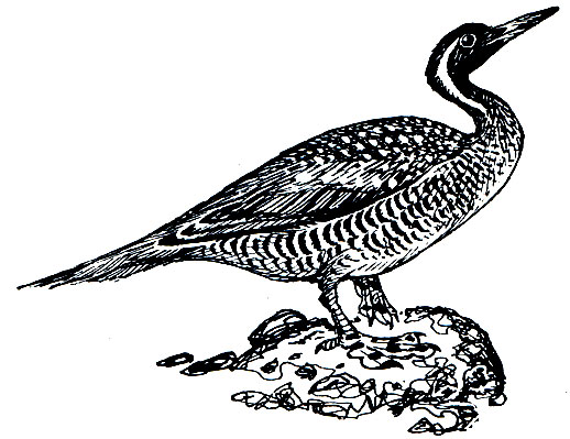 . 132.   (Podica senegalensis)