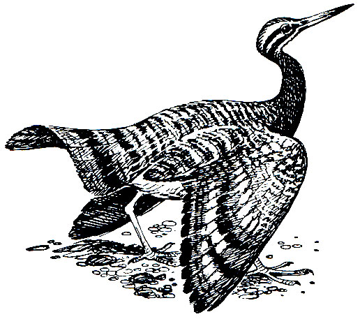 . 134.   (Eurypyga helios)
