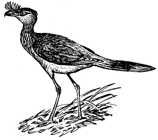 . 136.   (Cariama cristata)