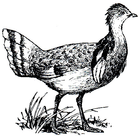 . 138. ,   (Chlamydotis undulata)