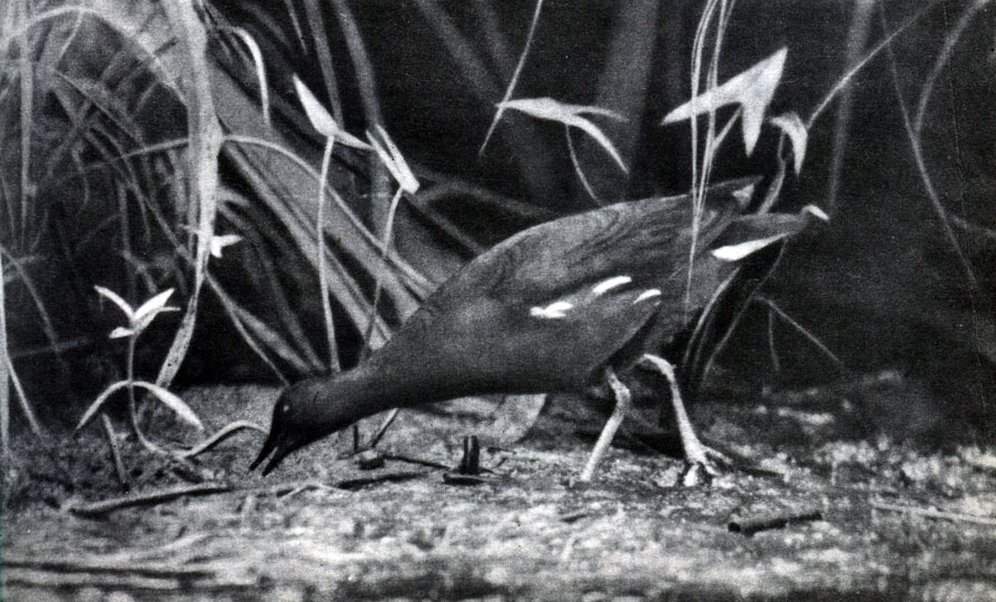  31.   .  (Porzana porzana)