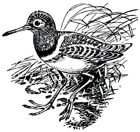 . 139.   Rostratula benghalensis