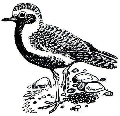 . 140.   (Gharadrius apricarius)