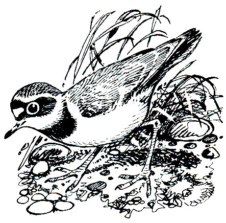 . 141.  ,    (Charadrius dubius)