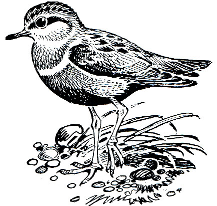 . 142. ,    (Charadrius morinellus)