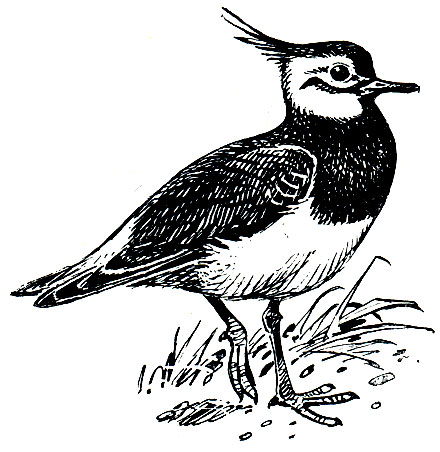 . 143. ,   (Vanellus vanellus)