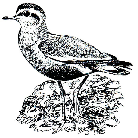 . 144. ,    (Chettusia gregaria)
