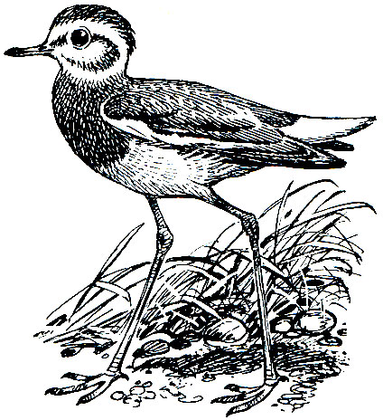 . 145.   (Chettusia leucura)