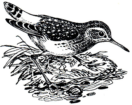 . 146.  (Tringa ochropus)