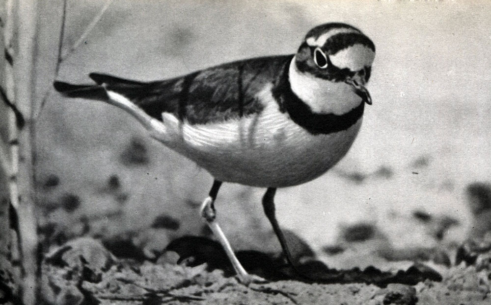  34.    .  ,    (Charadrius dubius)