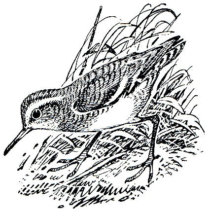 . 147.  (Actitis hypoleucos)