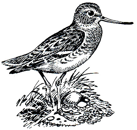 . 148.  (Terekia cinerea)