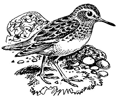 . 149. - (Calidris minuta)