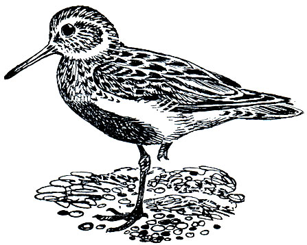 . 150.  (Galidris alpina)