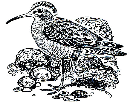 . 151.  (Calidris testacea)