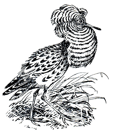 . 152.  (Phylomachus pugnax)