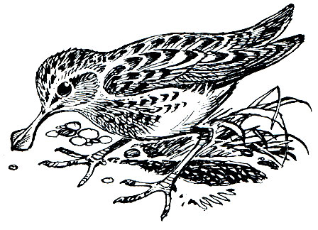 . 153. - (Eurynorhynchus pygmeus)