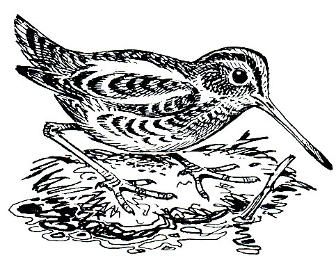 . 154.   (Gallinago gallinago)