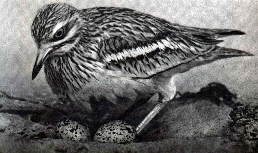  35 .     .  (Burhinus oedicnemus)  